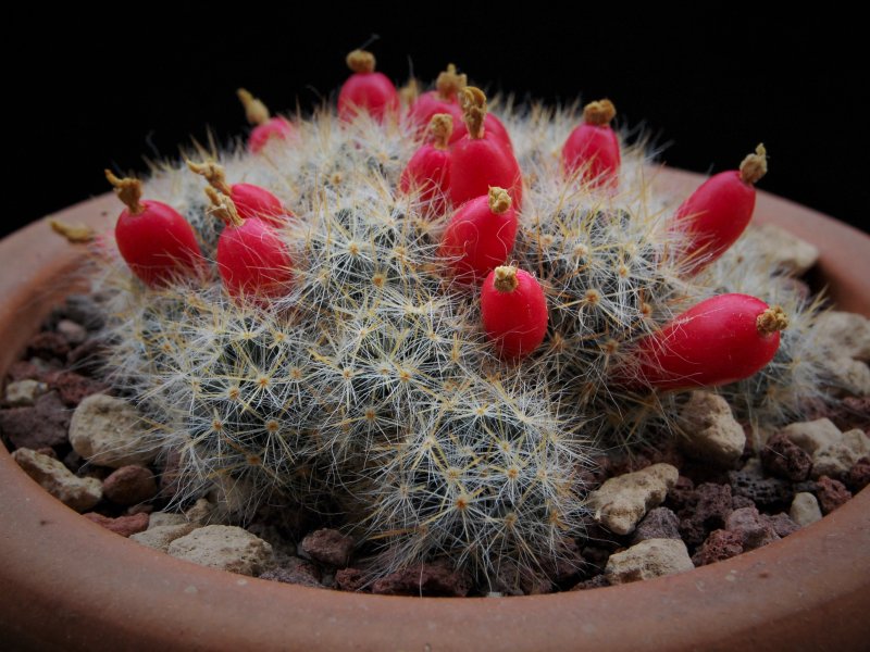 Mammillaria prolifera ssp. texana AdB 1.50