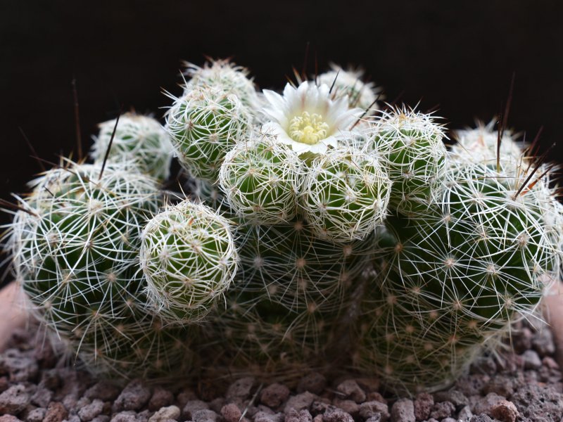 Mammillaria vetula ssp. gracilis ROG 206