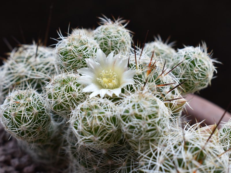 Mammillaria vetula ssp. gracilis ROG 206