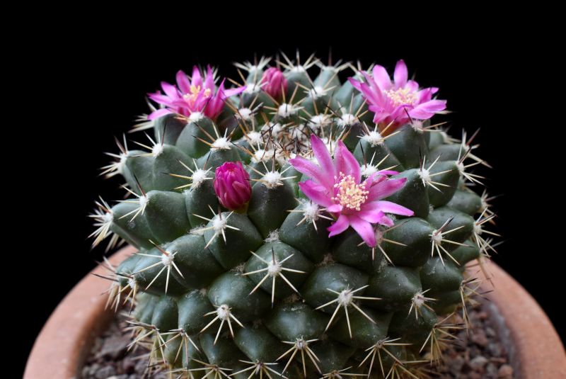 mammillaria chaletii