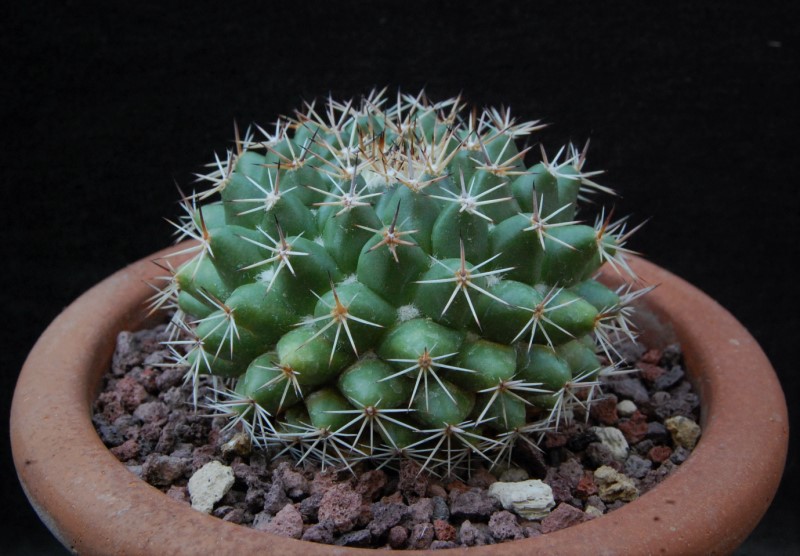 Mammillaria chaletii PN 638