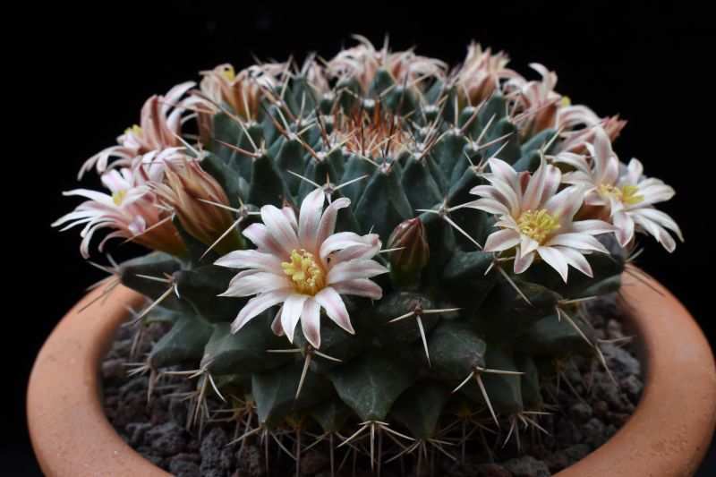 mammillaria roseoalba