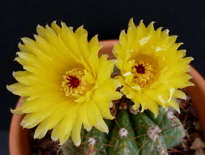 Parodia ottonis 