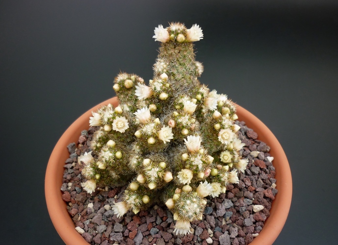 Mammillaria elongata 