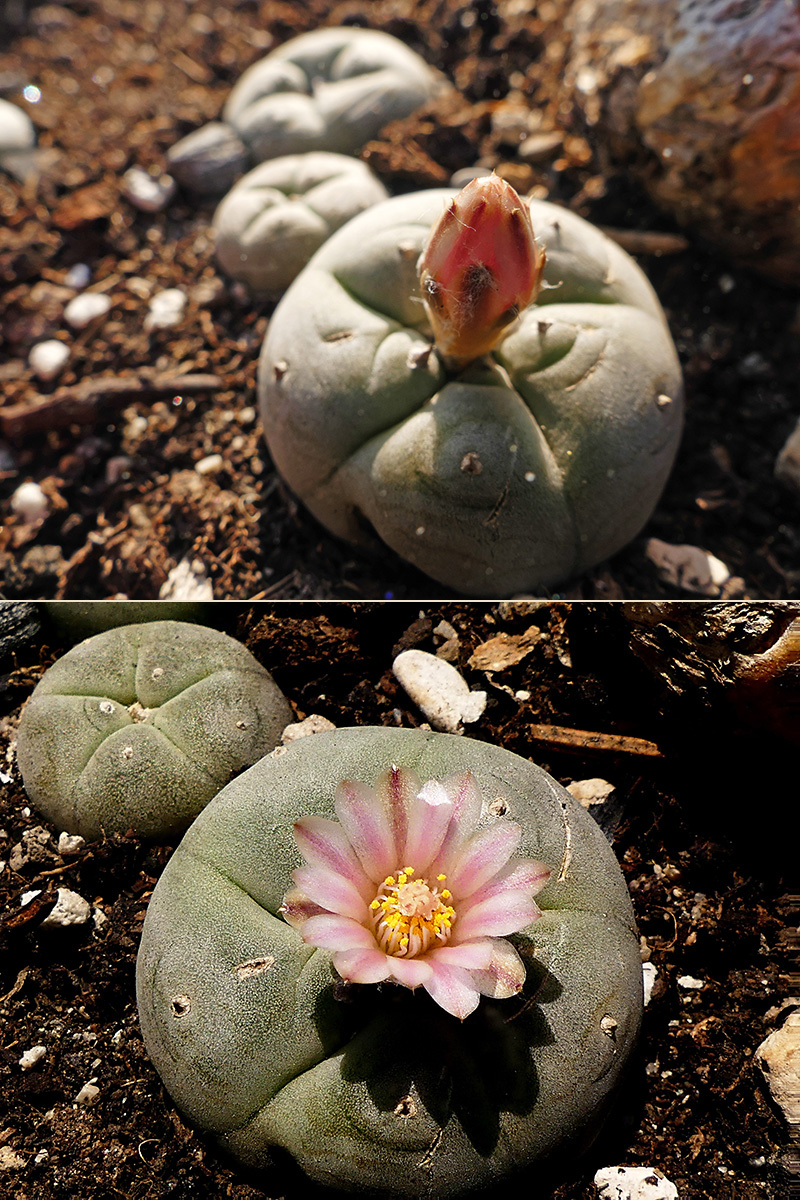 Lophophora williamsii 