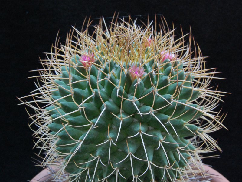 Mammillaria ingens ML 4