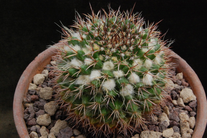 Mammillaria karwinskiana ssp. collinsii f. chiapas 