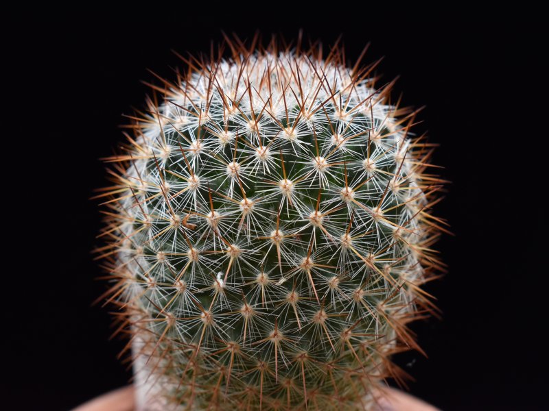 Mammillaria rekoi WTH 1008