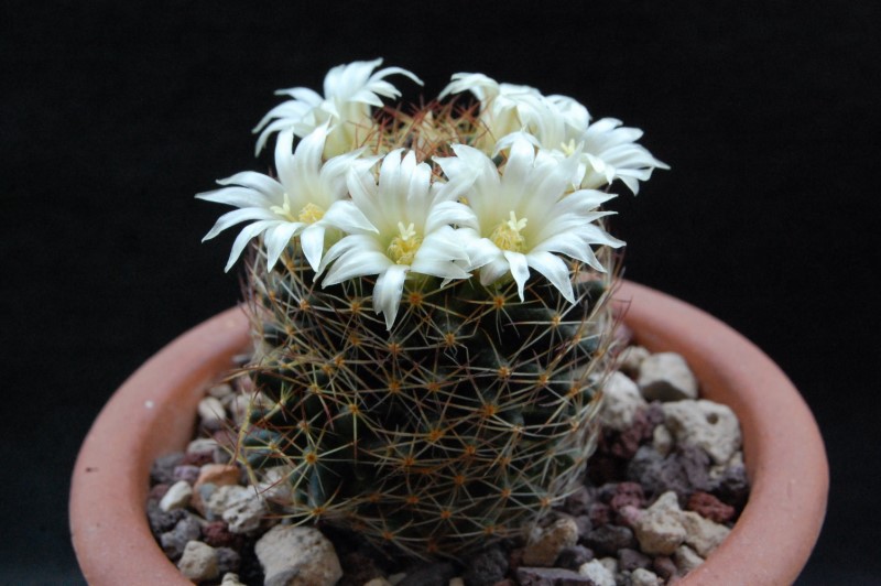 Mammillaria picta ssp. viereckii WTH 985