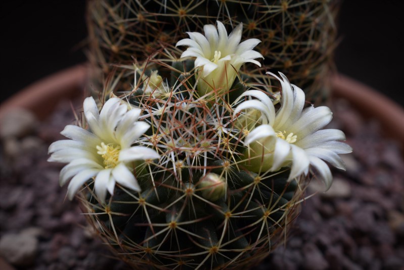 Mammillaria picta ssp. viereckii WTH 985