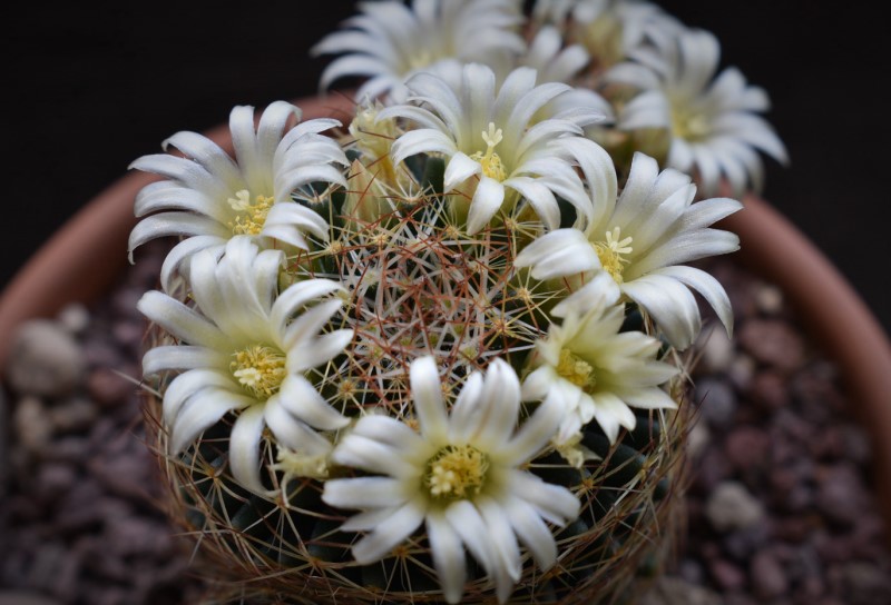 Mammillaria picta ssp. viereckii WTH 985