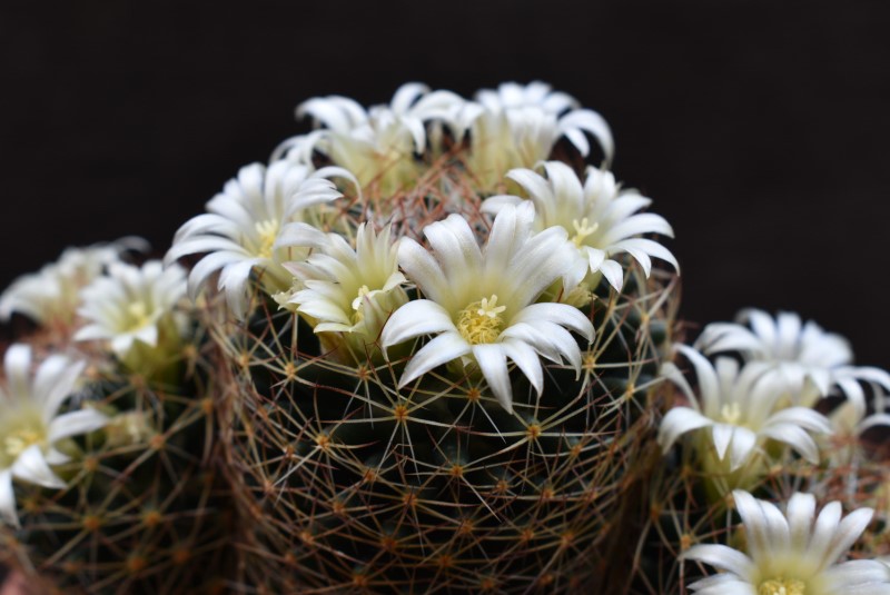 Mammillaria picta ssp. viereckii WTH 985