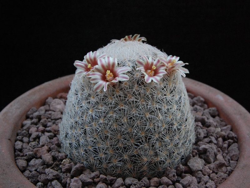 Mammillaria lasiacantha WTH 732