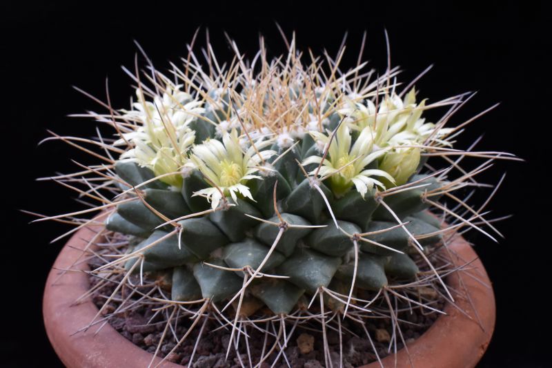 mammillaria winterae