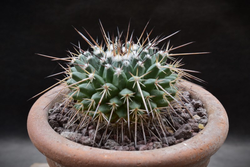 Mammillaria gigantea WTH 1069