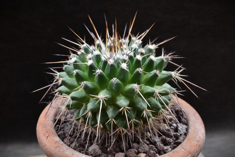 Mammillaria gigantea WTH 1069