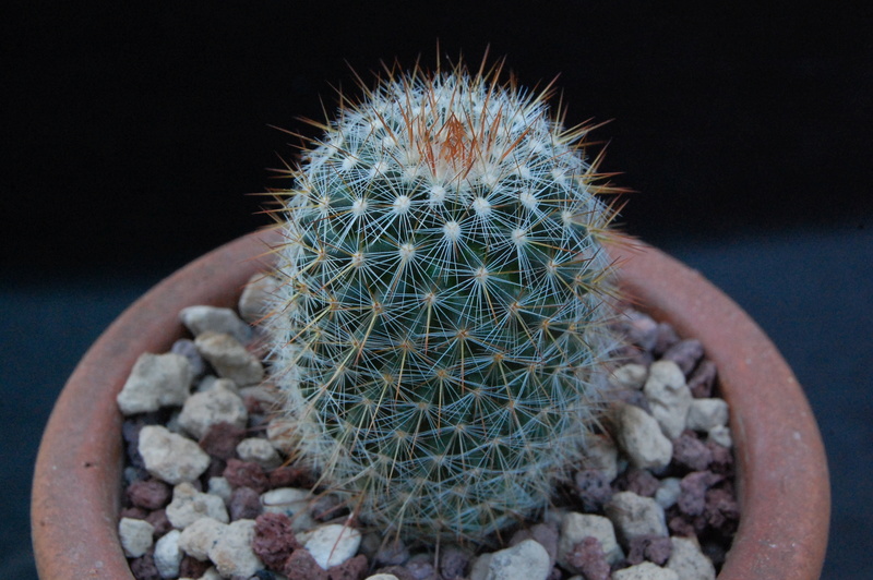 Mammillaria rekoi WTH 1005