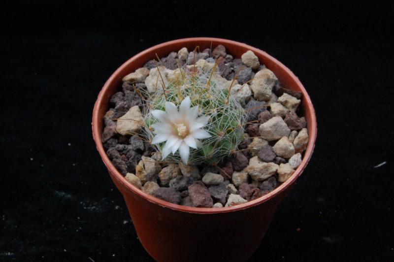 Mammillaria glochidiata WAF 2183