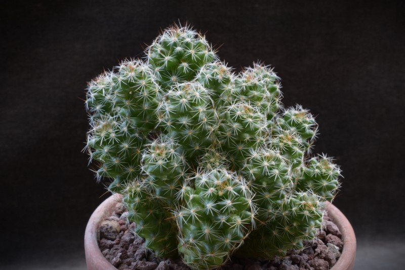 Mammillaria vetula ssp. gracilis f. pulchella 