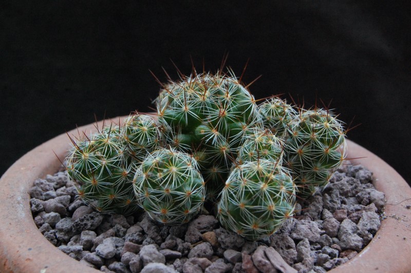 Mammillaria vetula ssp. gracilis f. pulchella 