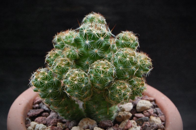 Mammillaria vetula ssp. gracilis f. pulchella 