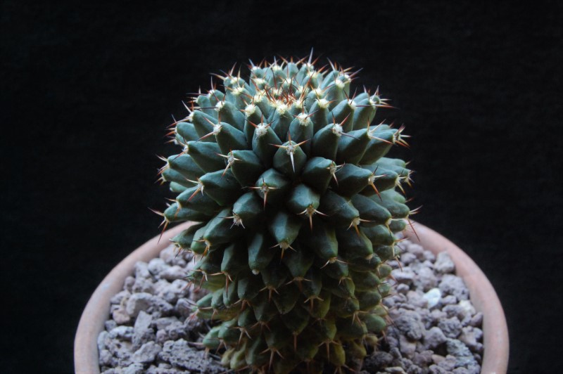 Mammillaria Karwinskiana ssp. nejapensis DAR 099a