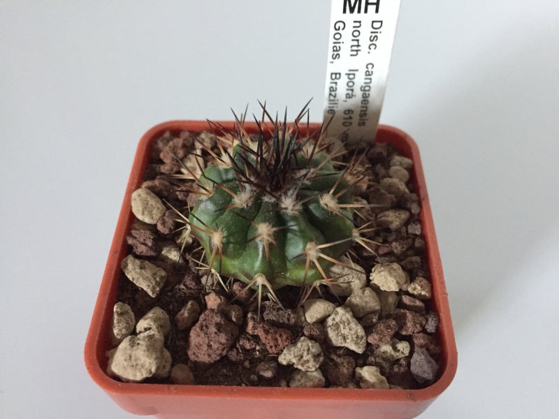 Discocactus cangaensis MH886