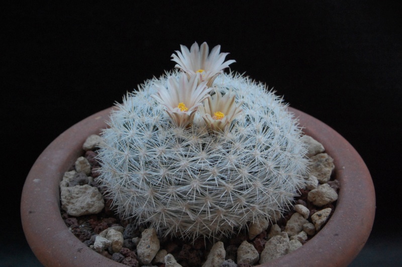 Mammillaria candida WTH 23