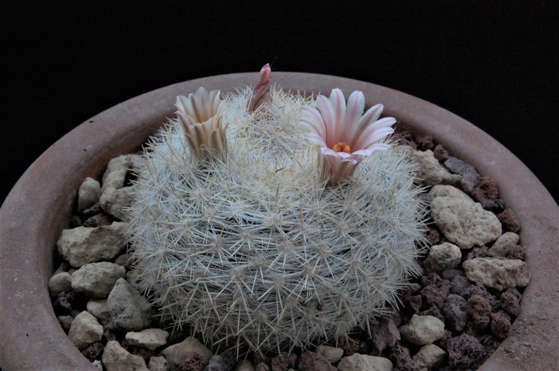 Mammillaria candida WTH 23