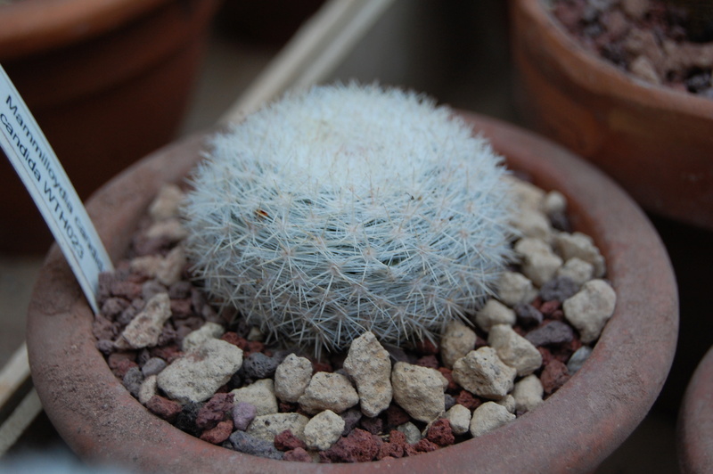 Mammillaria candida WTH 23