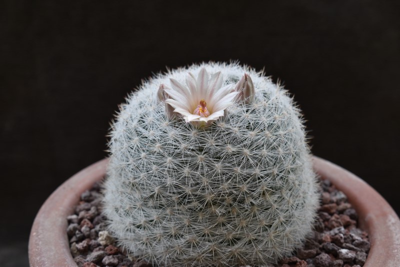 Mammillaria candida LAU 1090