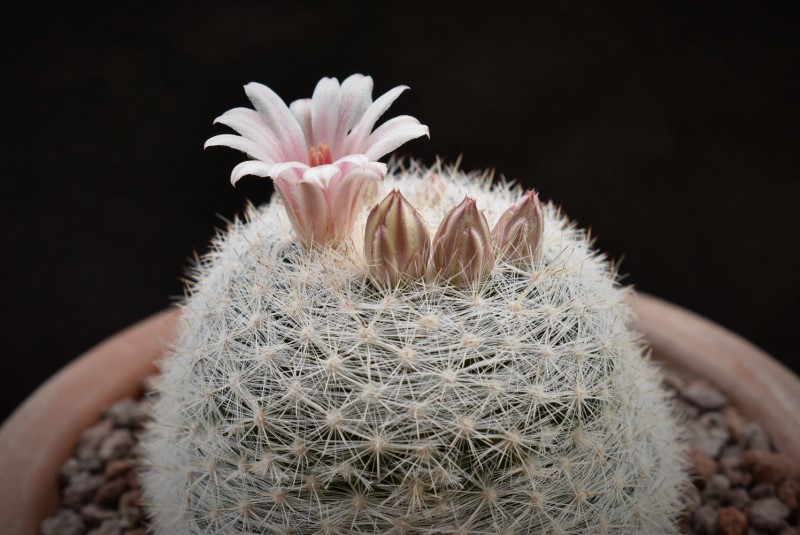 Mammillaria candida LAU 1090