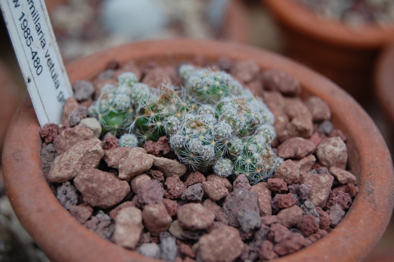 Mammillaria vetula ssp. gracilis 