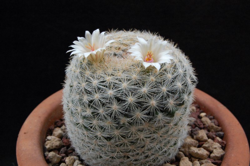 Mammillaria aff. candida SB 827