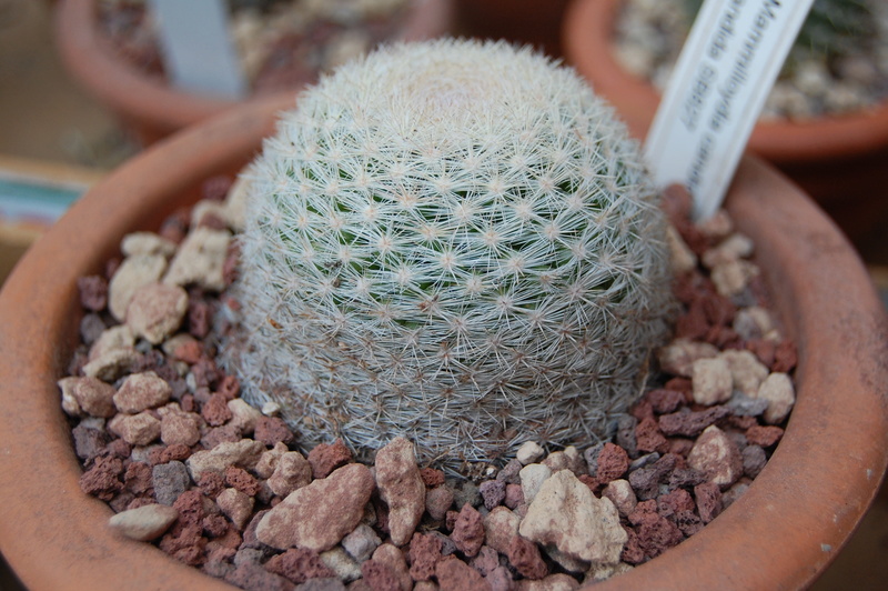 Mammillaria aff. candida SB 827