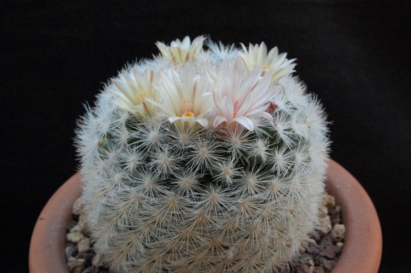 Mammillaria candida SB 280