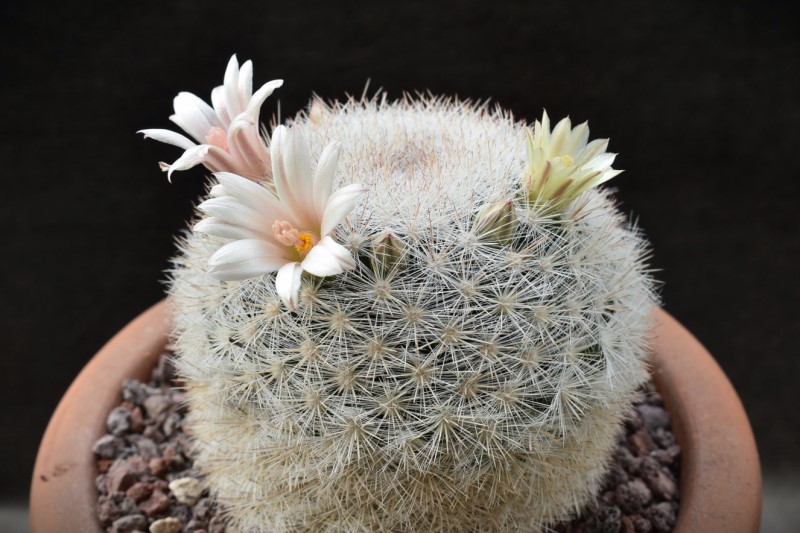 Mammillaria candida SB 280