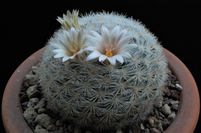 Mammillaria candida SB 280