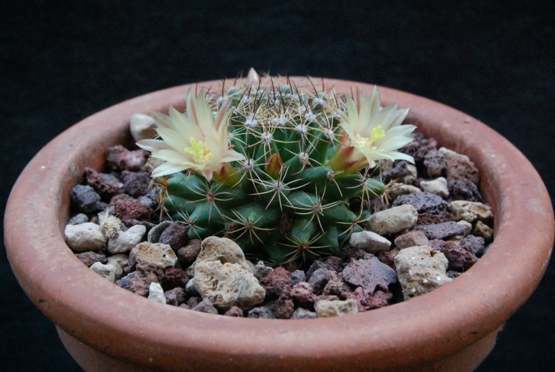 Mammillaria brandegeei ssp. glareosa 