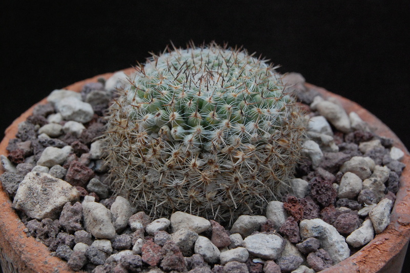 Mammillaria formosa ssp. microthele Z 73