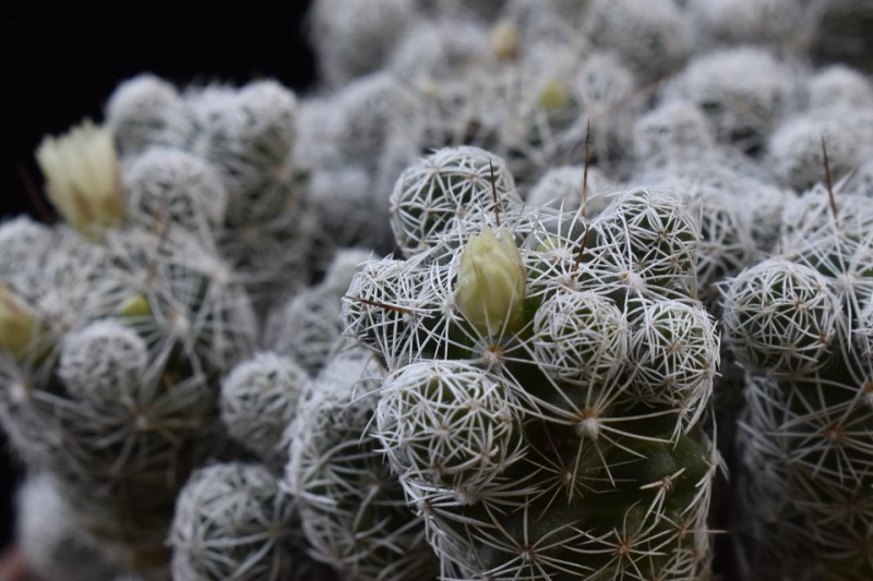 Mammillaria vetula ssp. gracilis P 461