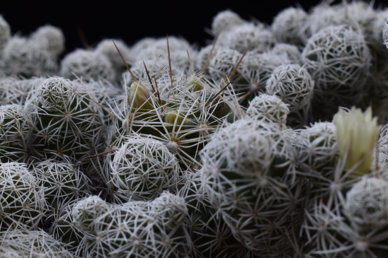 Mammillaria vetula ssp. gracilis P 461