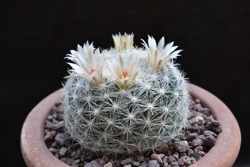 Mammillaria candida BZ 10