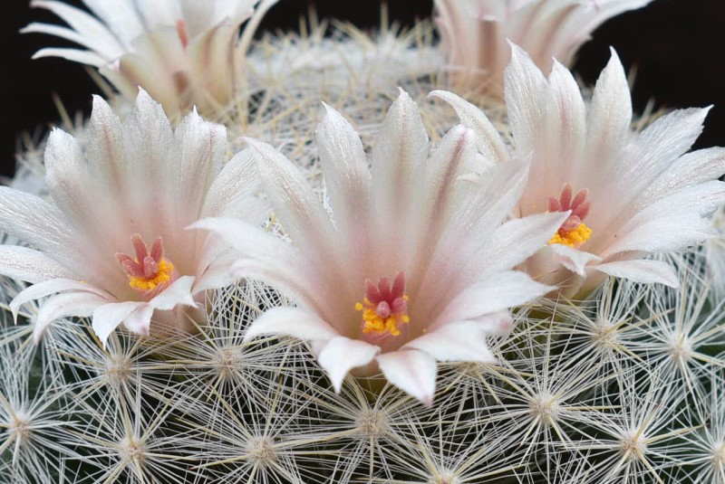 Mammillaria candida BZ 10