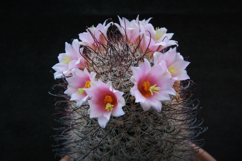 Mammillaria microcarpa RP 100