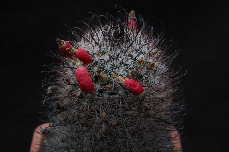 Mammillaria microcarpa RP 100