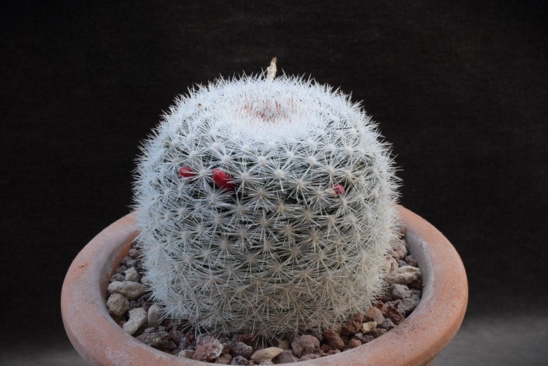 Mammillaria candida DAR 103