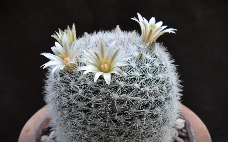 Mammillaria candida DAR 103