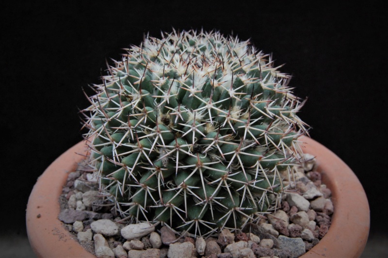 Mammillaria karwinskiana ssp. nejapensis JO no number