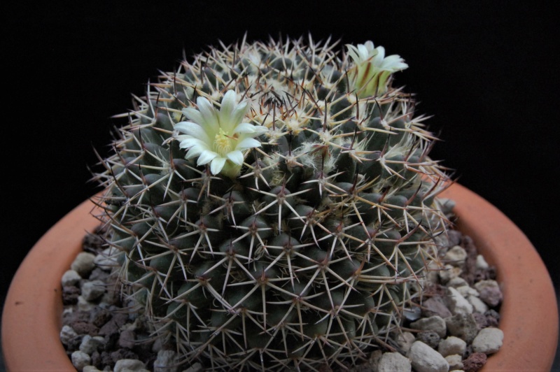 Mammillaria karwinskiana ssp. nejapensis JO no number